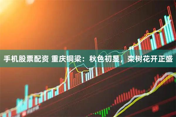 手机股票配资 重庆铜梁：秋色初显，栾树花开正盛